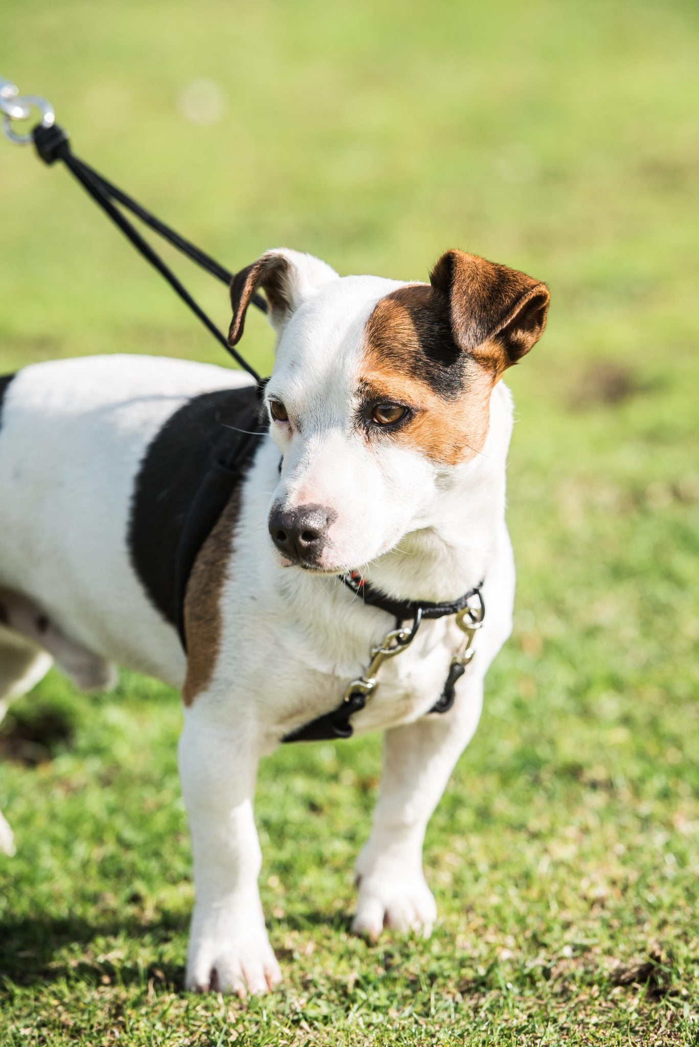 Anti-Pull Harness – Small