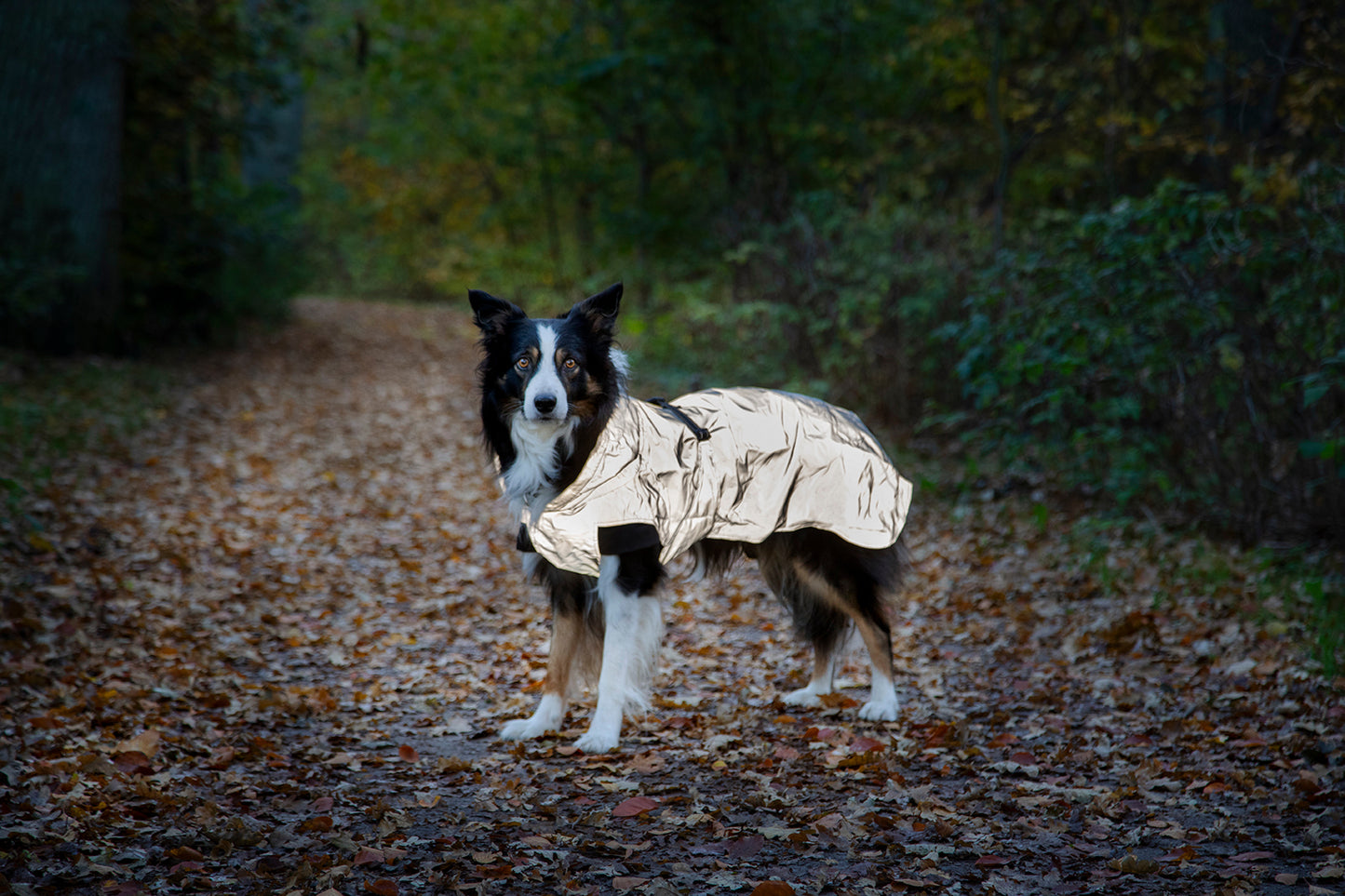 Dogman Reflextäcke Ralf Light 35cm