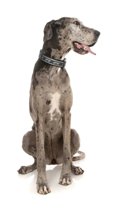 FuzzYard Active Hundhalsband - Svart