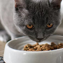 Kattmat & godis