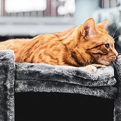 Namnbrickor för katt