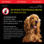 Petwise Fästinghalsband för Hund Medium/Large