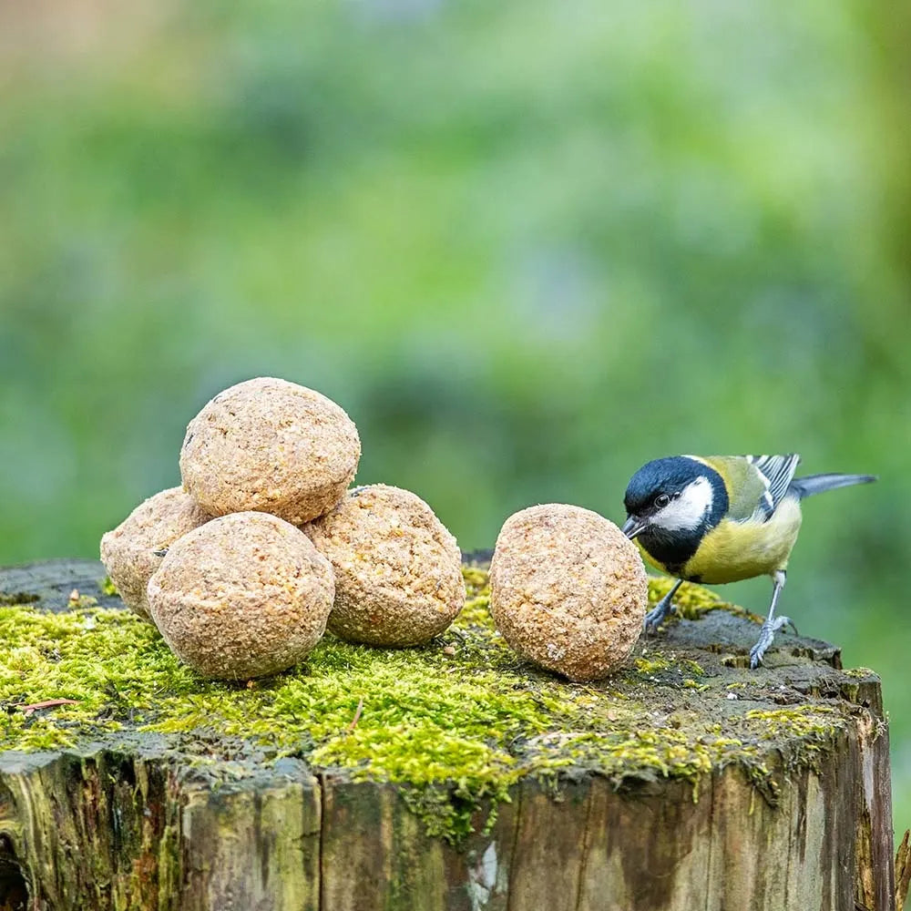 Fågelmat Talgbollar med Insektsfett 6-pack