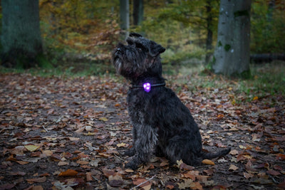 Dogman Blinklampa Basic LED Lila