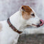 Jacson London Hundhalsband Brun 30cm