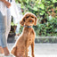 FuzzYard Life Hundhalsband - French Blue