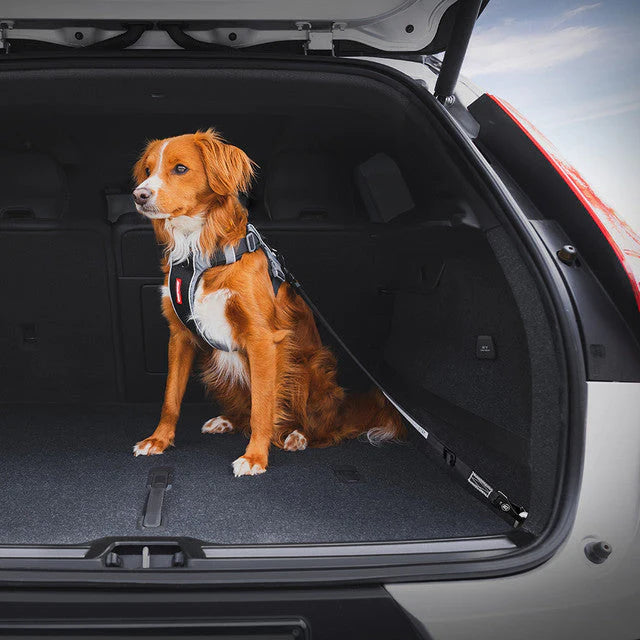 Ezydog - Click Dog Seat Belt Isofix L