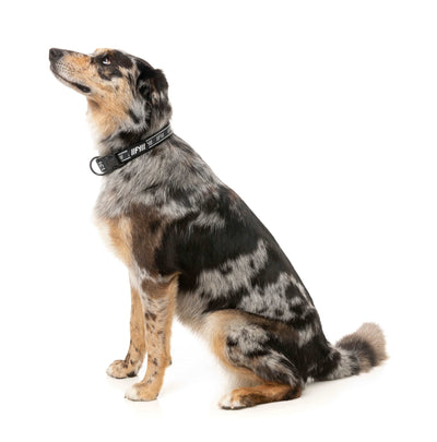 FuzzYard Active Hundhalsband - Svart