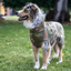 Siccaro Spa Torktäcke Spirit 2.0 Hund