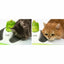 Catit Catit Senses 2.0 - Wellness Center