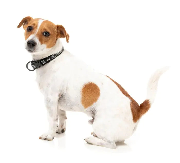 FuzzYard Active Hundhalsband - Svart
