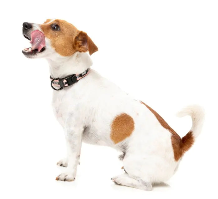 FuzzYard Active Hundhalsband Peach