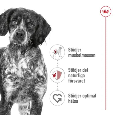 Royal Canin Medium Adult torrfoder för hund 4kg