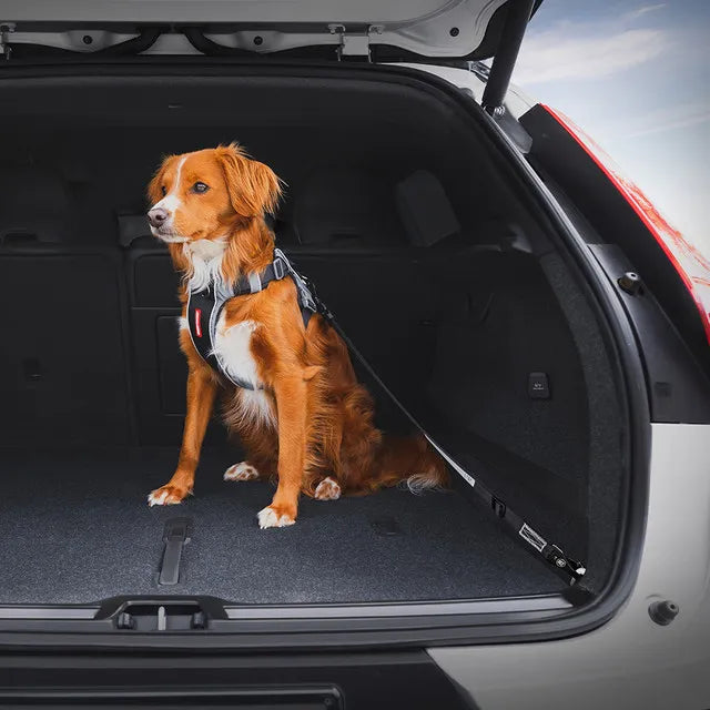Ezydog Dog Click Isofix Cargo Seat Belt Black
